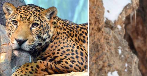 Esta foto viral esconde a un leopardo en una montaña. ¿Puedes verlo?