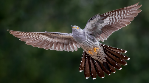 ave viajera cucú ave viajera cucú