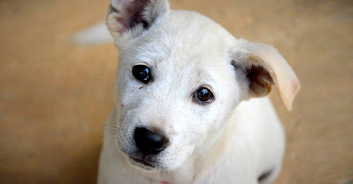 popeye perro paso vivir calle recomendar restaurantes popeye perro paso vivir calle recomendar restaurantes