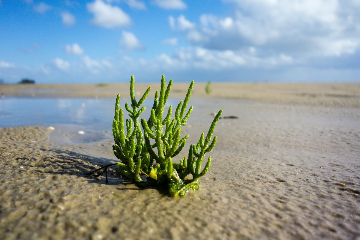 salicornia Salicornia