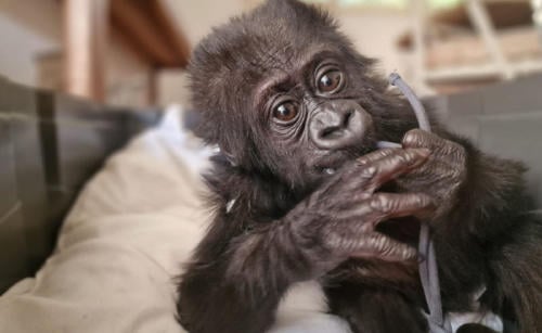 bebé gorila bebé gorila