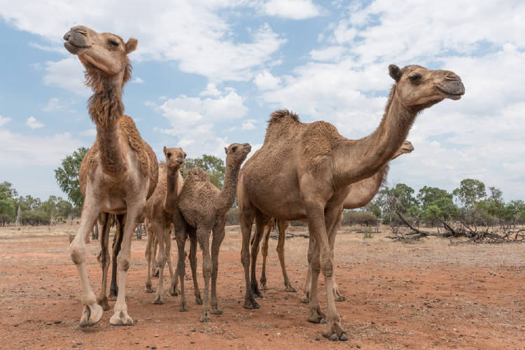 camellos australia