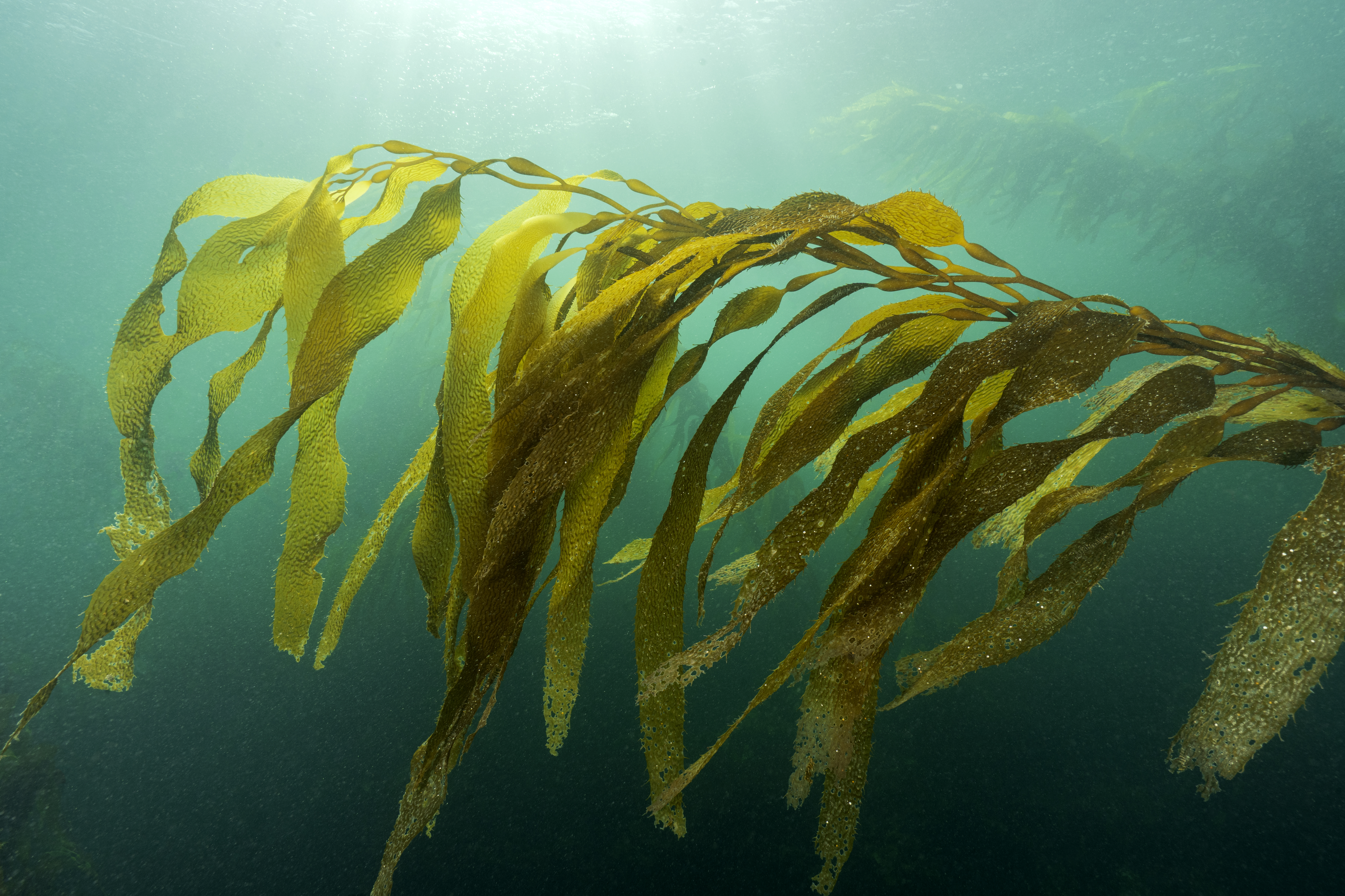 Macroalgas en Santa Cruz, Foto por Cristian Lagger Macroalgas en Santa Cruz, Foto por Cristian Lagger