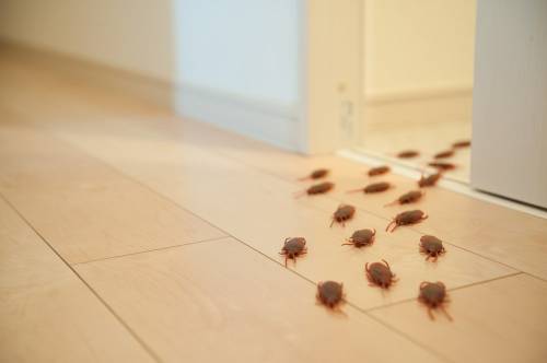 ¿Habrá invasión de cucarachas en España? Esto tienes que saber