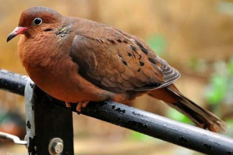 paloma del socorro Un nido con ocho pichones reaviva la atención sobre el estado de la especie en su entorno natural. (Imagen: Pinterest)