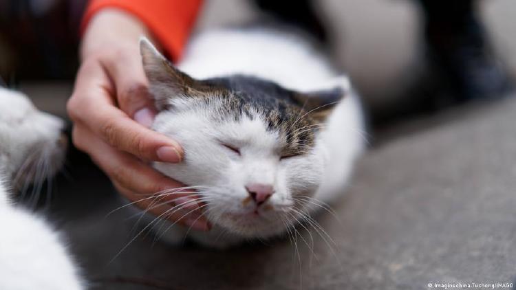 Gato dormido