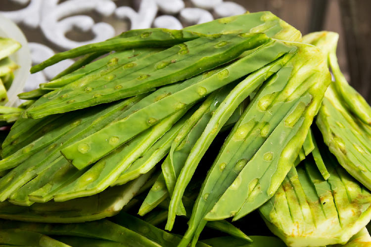 nopal nopal