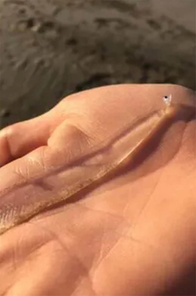 pez transparente3 pez transparente3