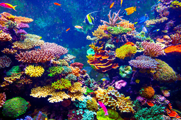 arrecifes coral