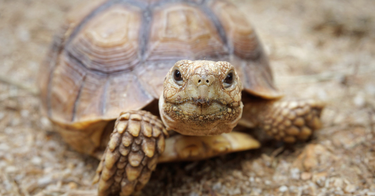 limpieza tortuga 30 años limpieza tortuga 30 años