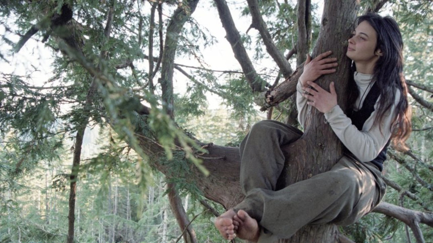 Juliaarbol Juliaarbol