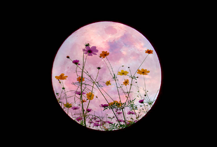 superluna rosa superluna rosa