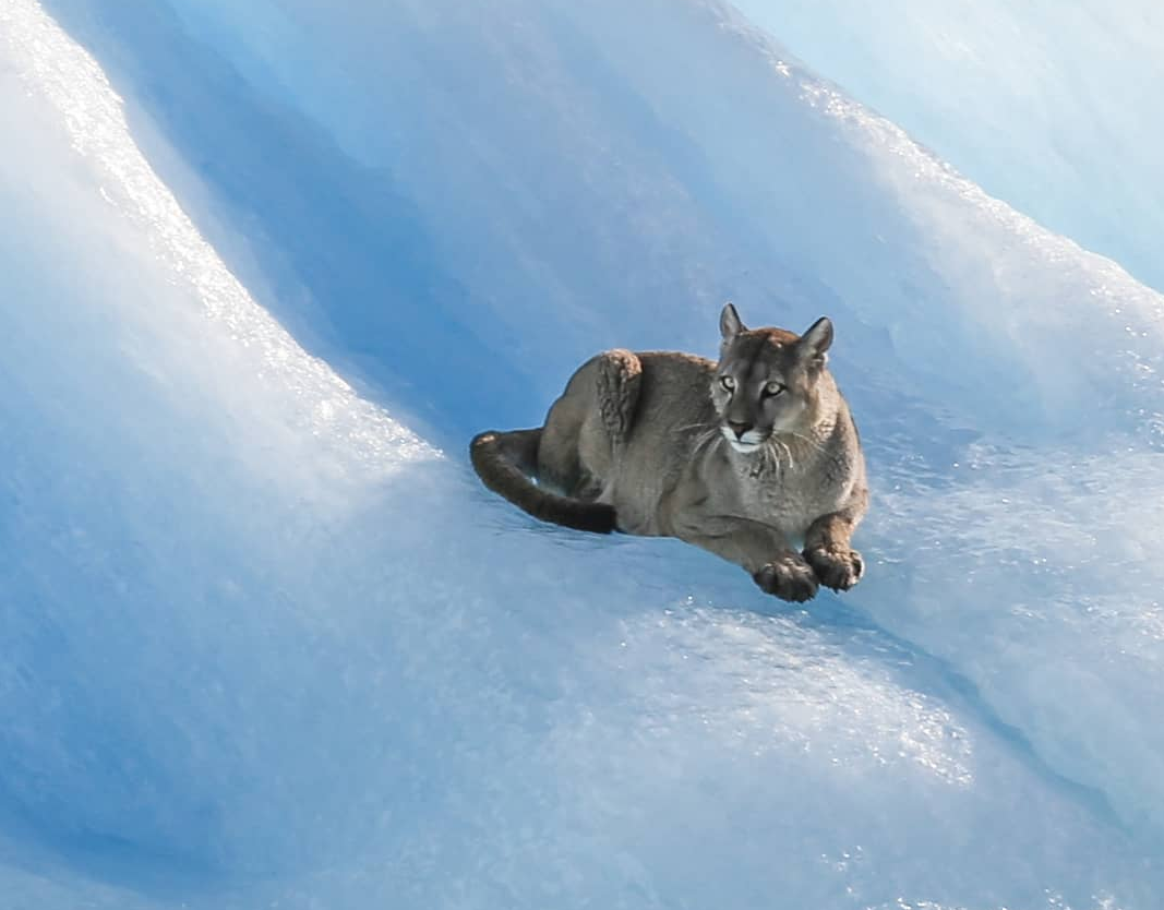 Puma en glaciar.jpg Puma en glaciar.jpg