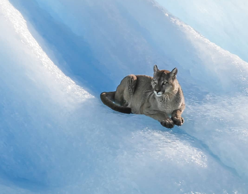 Puma en glaciar.jpg