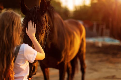 Fue Nombrado El Caballo Mas Hermoso Del Mundo Pero Lo Que Descubrieron Sobre Su Pelaje Sorprende A Todos Bioguia Fue Nombrado El Caballo Mas Hermoso Del Mundo Pero Lo Que Descubrieron Sobre Su Pelaje Sorprende A Todos Bioguia