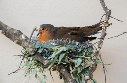 paloma Foto: msn.com