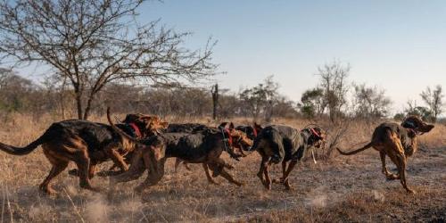 Perros-entrenados-Africa