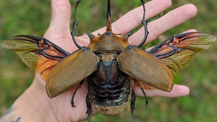 escarabajo El insecto más grande y su peligro de extinción es uno de los escarabajos gigantes de África. Foto: Pinterest
