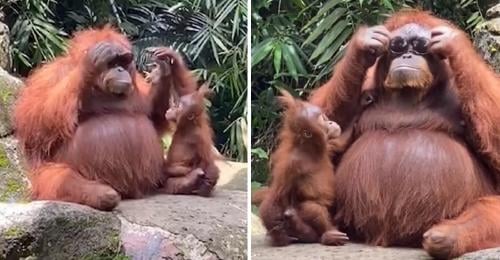 orangutan con gafas