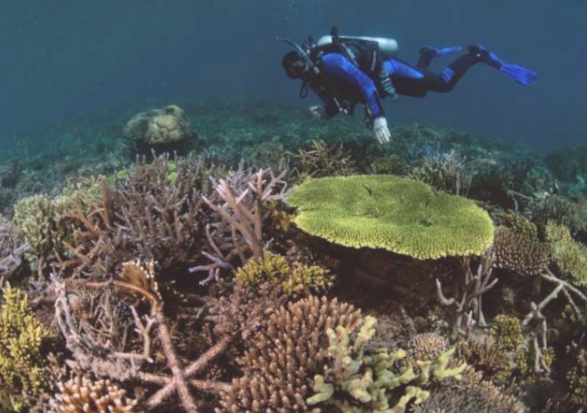 arrecifes_3 arrecifes_3