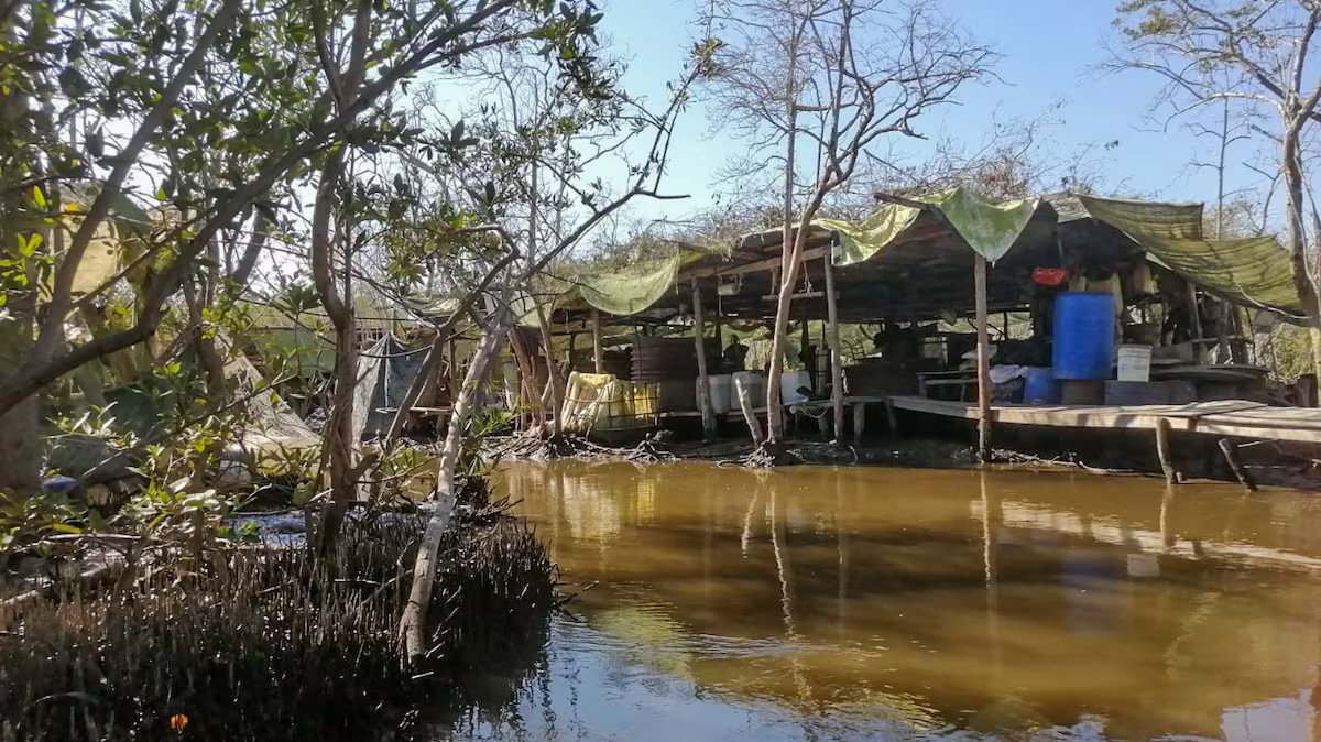 laboratorio manglar sinaloa