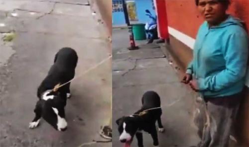 PERRITO BASURA PERRITO BASURA