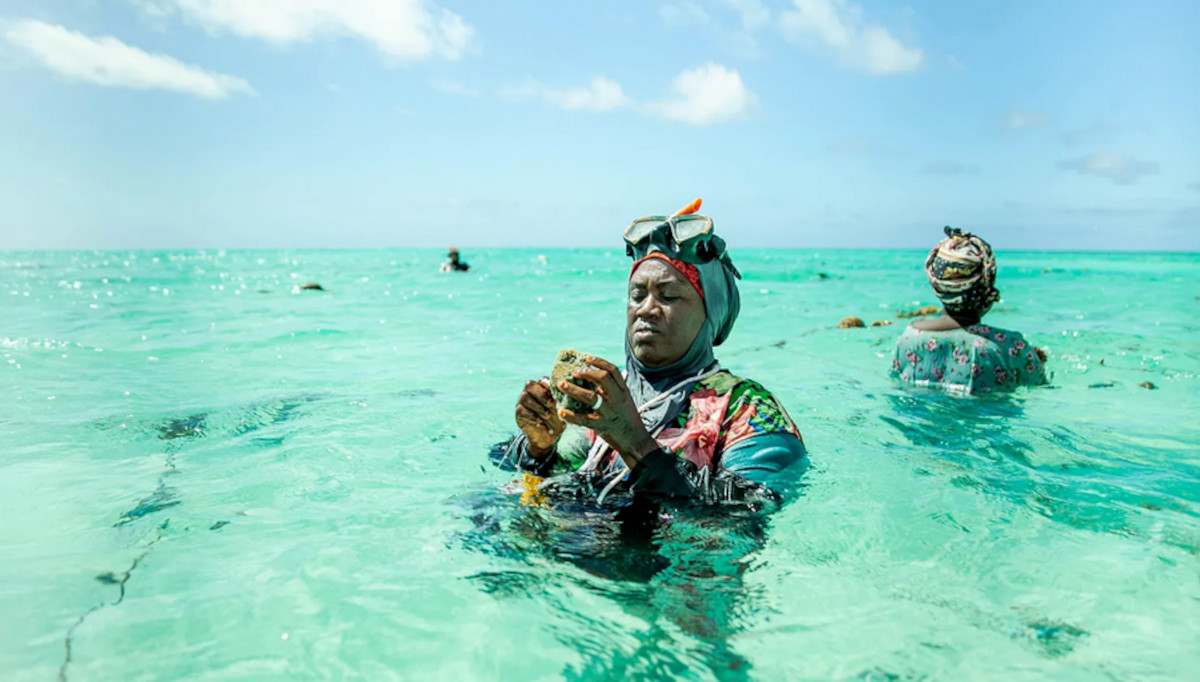 mujeres esponjas zanzibar3 mujeres esponjas zanzibar3