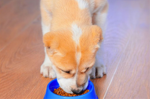 comedero perros Cada vez más veterinarios y especialistas en salud animal alertan sobre los peligros de los comederos de plástico. (Foto: Pinterest)
