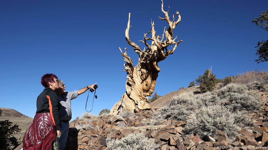 Pino de California El pino bristlecone (foto) del este de California tendría 4853 años de anillos de crecimiento anual bajo su nudosa corteza.