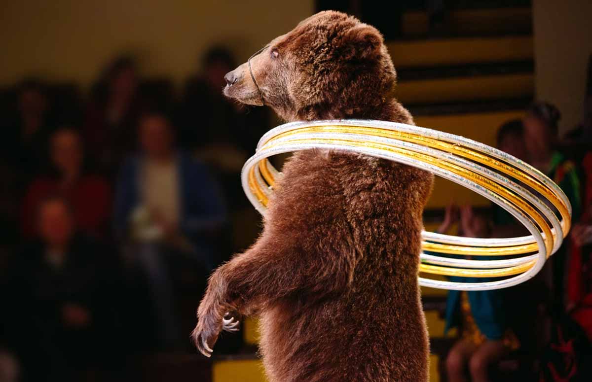 OSOS CIRCO 3 OSOS CIRCO 3