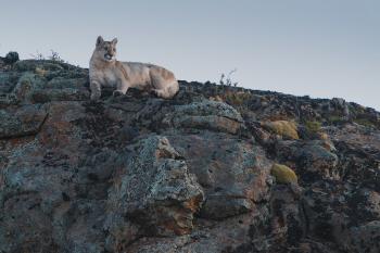 pumas pumas