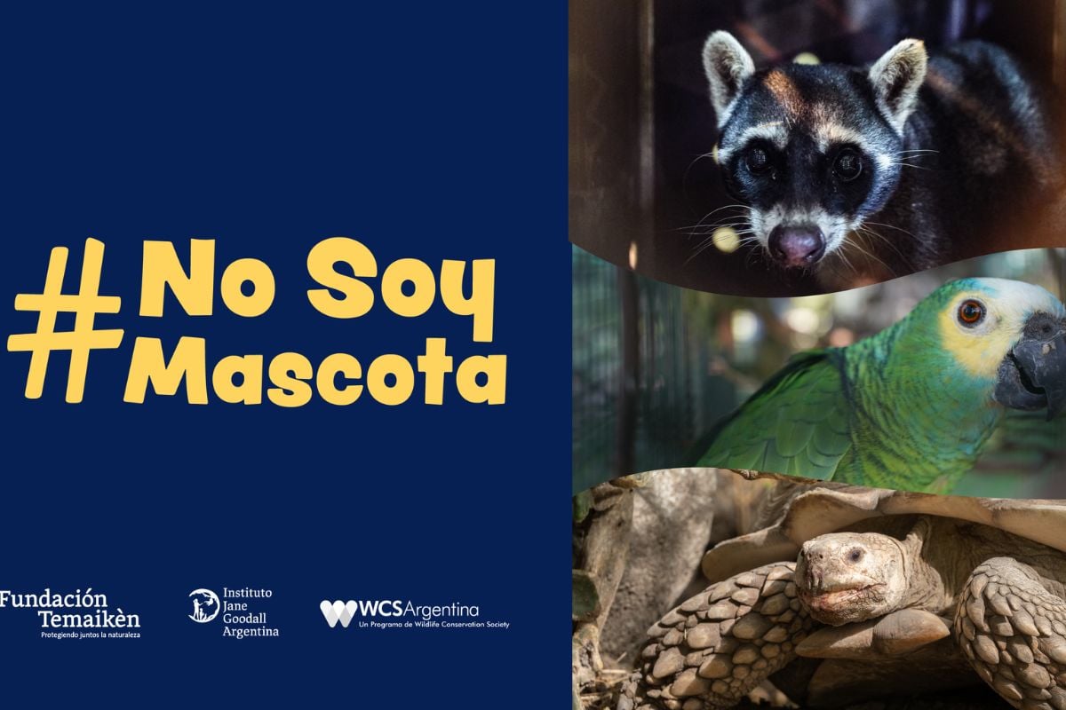  la Fundación Temaikèn, el Instituto Jane Goodall Argentina y WCS Argentina lanzan por segundo año consecutivo la campaña de bien público “No Soy Mascota”.