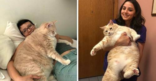 La historia del gatito obeso que fue rescatado y ahora está a dieta