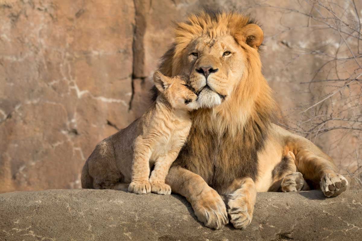 Nacieron 3 crías de león del Atlas en zoológico de República Checa | Bioguia