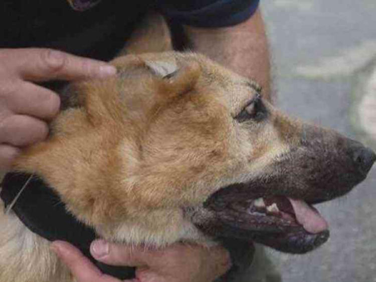 perro policía2 perro policía2