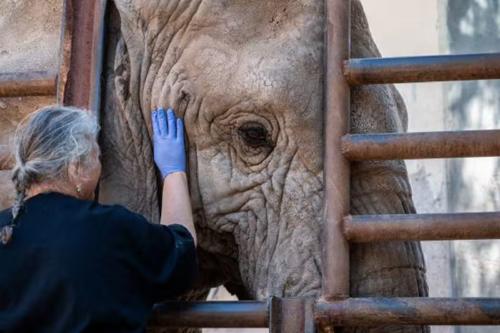 kenia Kenya, la última elefanta que vivía en cautiverio en Argentina, comenzó su esperado viaje hacia el Santuario Global dElefantes en Brasil (Infobae)