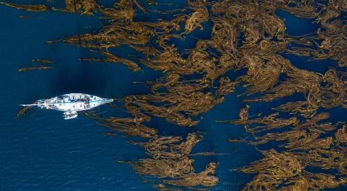 Bosques de Macroalgas de Tierra del Fuego, Argentina   Foto por Cristian Lagger Fundación Por el Mar