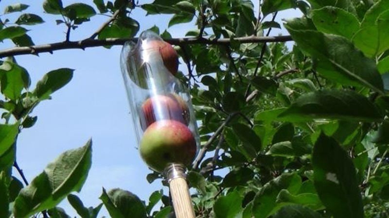 Cómo hacer un recolector de fruta casero | Bioguia