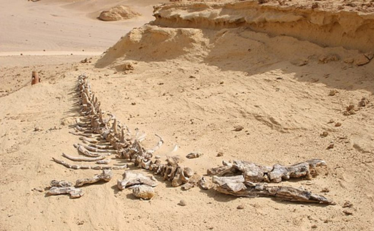 valle de las ballenas valle de las ballenas