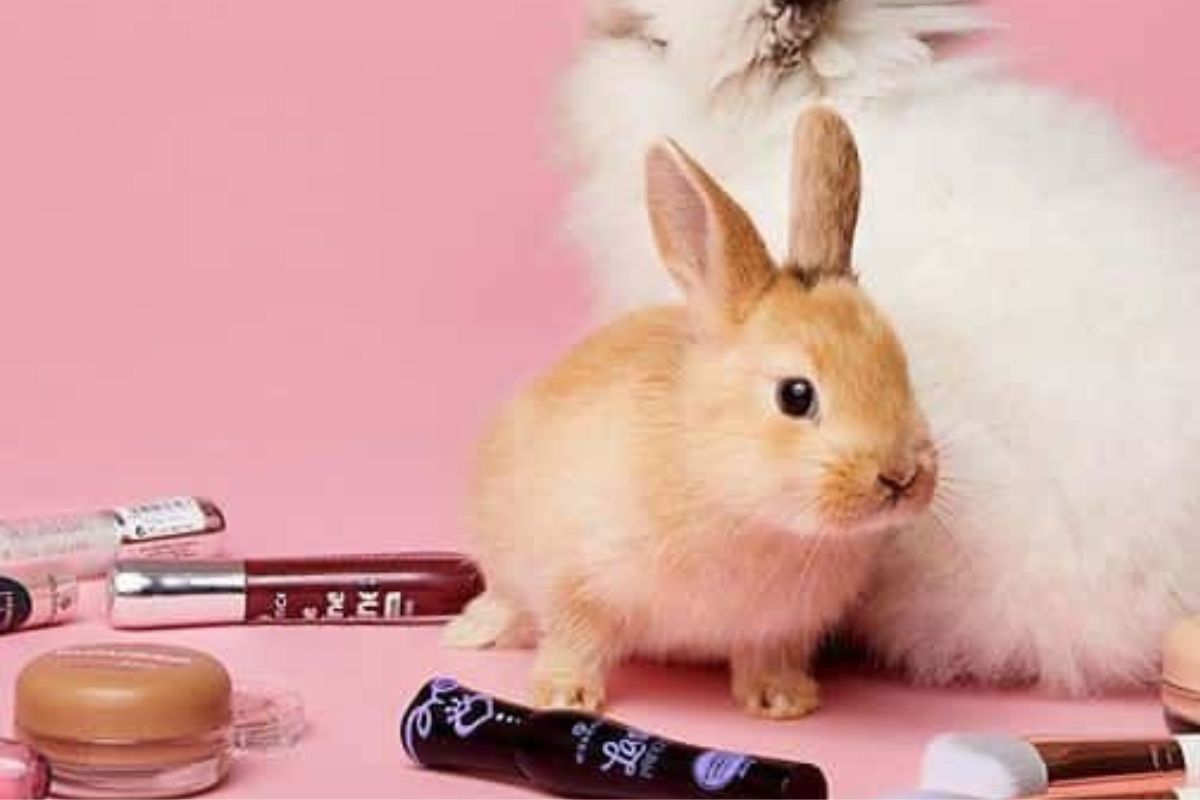 Millones de animales, como conejos, ratas y cobayos, son sometidos a pruebas dolorosas cada año solo para verificar la irritación ocular, cutánea o toxicidad de productos que usamos a diario. (Pinterest)