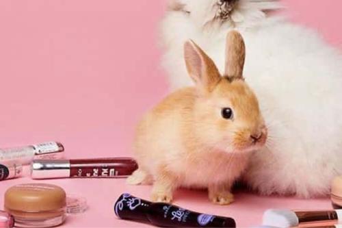 test cosmetico animales Millones de animales, como conejos, ratas y cobayos, son sometidos a pruebas dolorosas cada año solo para verificar la irritación ocular, cutánea o toxicidad de productos que usamos a diario. (Pinterest)