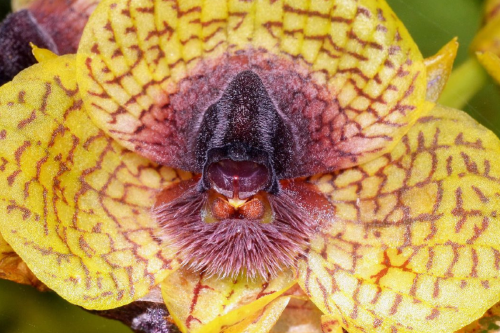 flor Imagen: earth.com