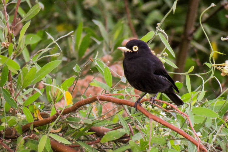 pajaro negro