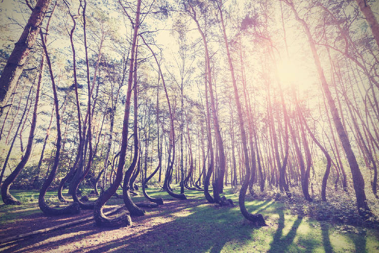 El bosque torcido de Polonia