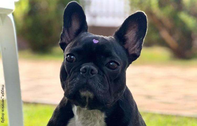 perrita fue suspendida de la guarderia 768x492 perrita fue suspendida de la guarderia 768x492