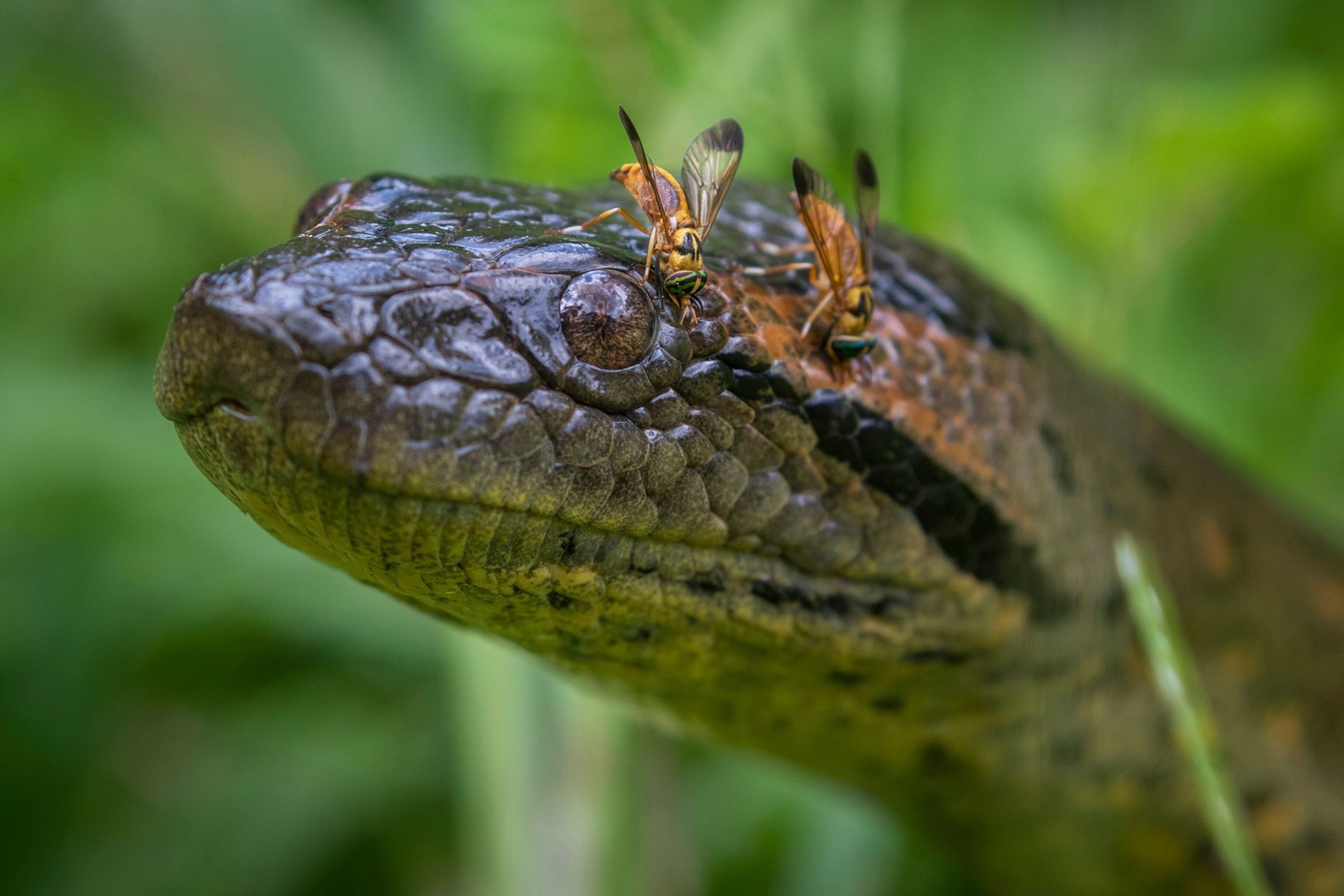 naturepl 01676788