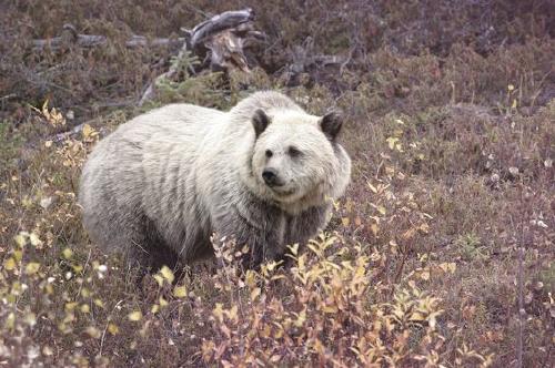 Grolar: el híbrido de oso polar y grizzli que ha surgido por el cambio climático
