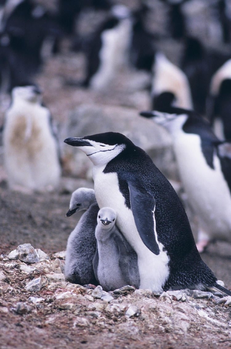 pinguino barbijo2