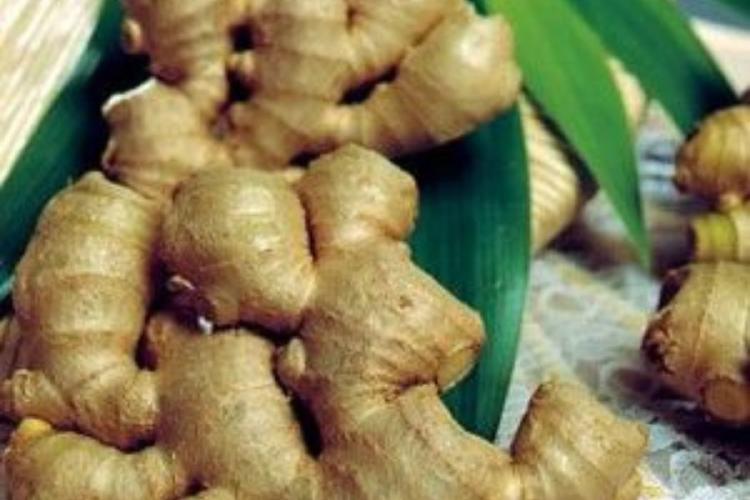 Planta de jengibre El jengibre fortalece el sistema inmunológico lo que lo convierte en un aliado ideal durante los meses fríos. (Foto: Pinterest)