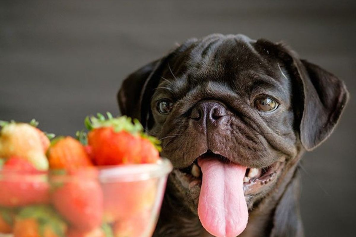 Perro con frutas Es fundamental la nutrición integral para que los animalitos gocen de buena salud (Créditos: Pinterest)